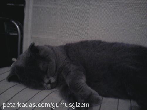 gümüş Dişi Scottish Fold