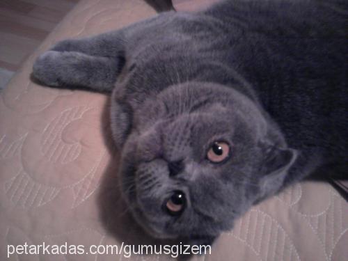 gümüş Dişi Scottish Fold