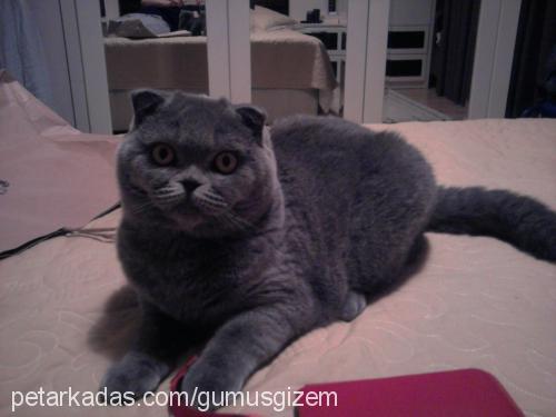 gümüş Dişi Scottish Fold