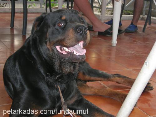 koÇo Erkek Rottweiler