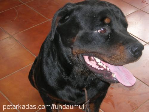 koÇo Erkek Rottweiler