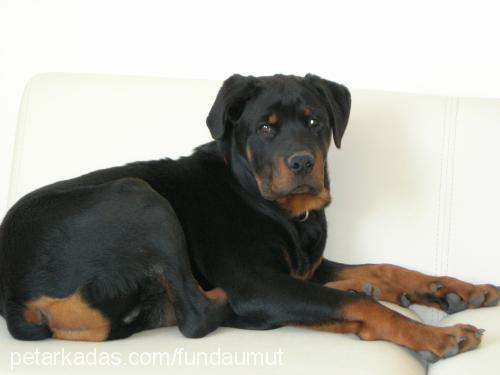 koÇo Erkek Rottweiler