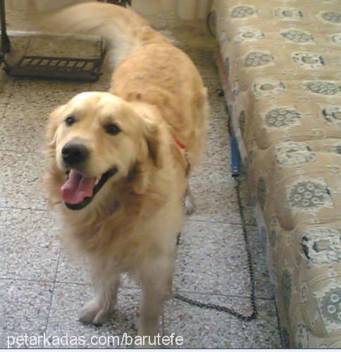 tarÇın Erkek Golden Retriever