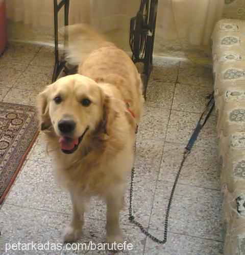 tarÇın Erkek Golden Retriever