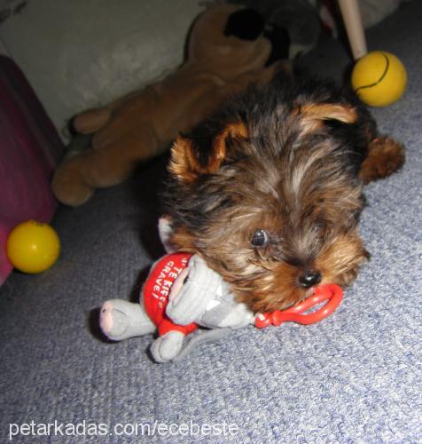 ateş Erkek Yorkshire Terrier