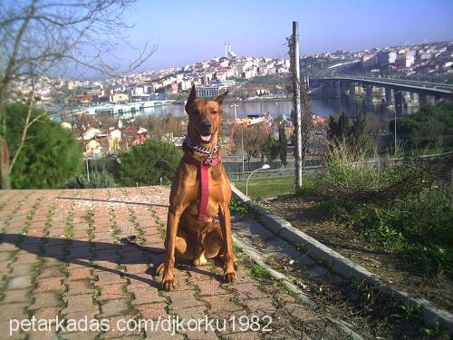 diablo Erkek Doberman Pinscher