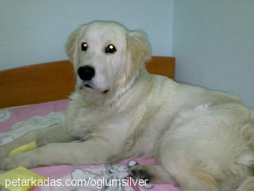 silver Erkek Golden Retriever