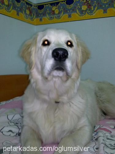 silver Erkek Golden Retriever