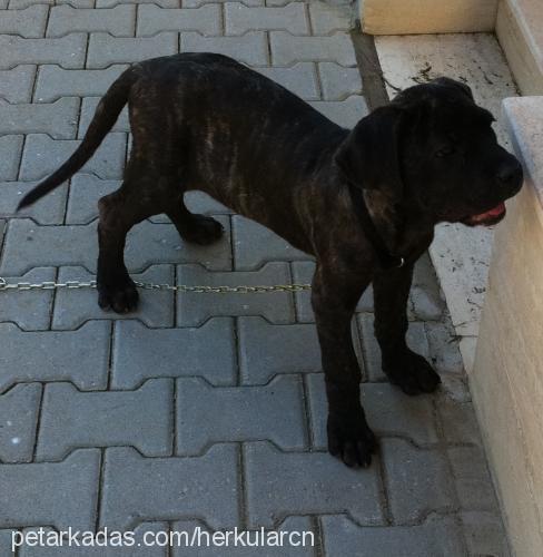 herkül Erkek Napoliten Mastiff