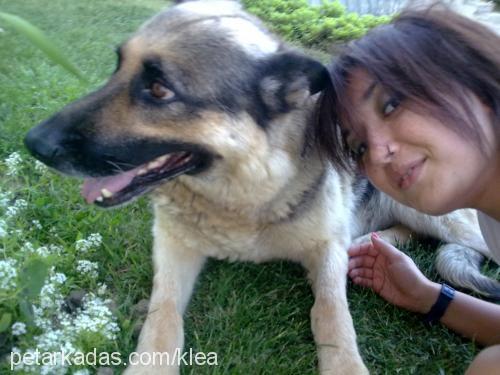 lady Dişi Alman Çoban Köpeği