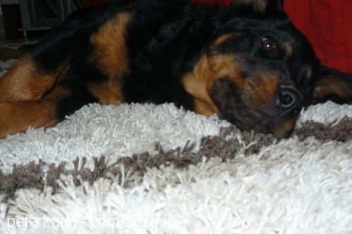 hera Dişi Rottweiler