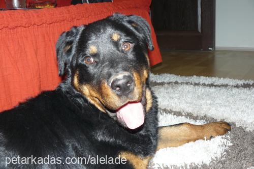 hera Dişi Rottweiler