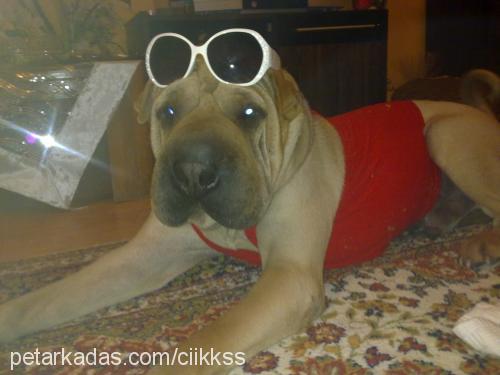 viski Erkek Çin Shar-Pei