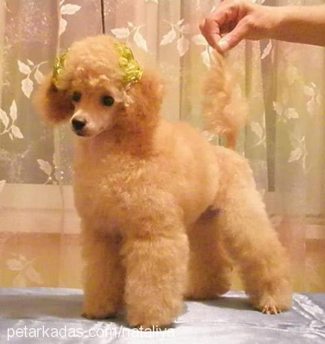 arina Dişi Poodle (Minyatür Kaniş)