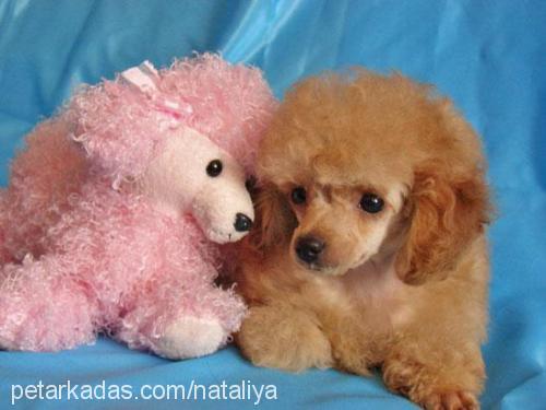 arina Dişi Poodle (Minyatür Kaniş)