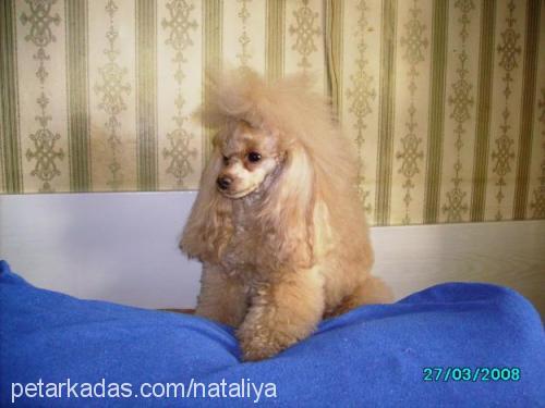 arina Dişi Poodle (Minyatür Kaniş)