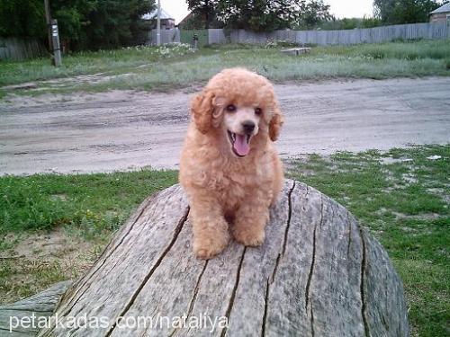 arina Dişi Poodle (Minyatür Kaniş)