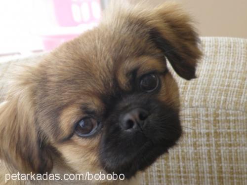 bobo Erkek Pekingese