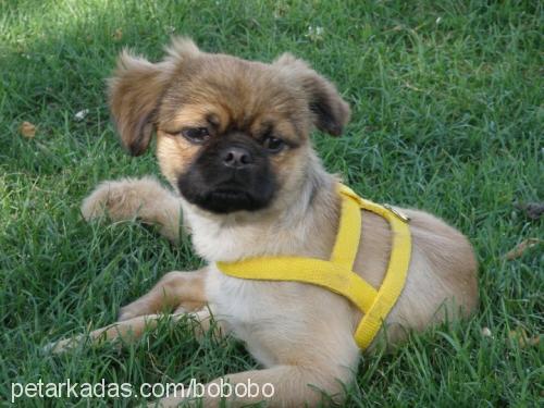 bobo Erkek Pekingese