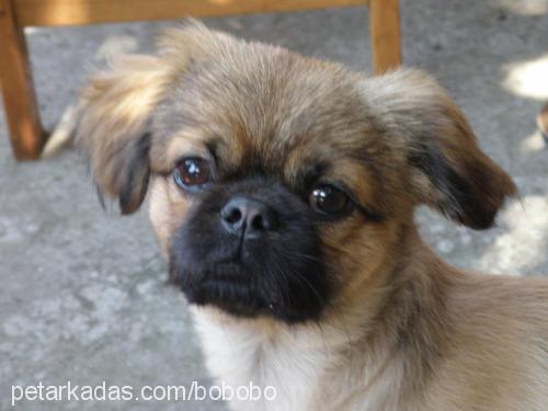 bobo Erkek Pekingese