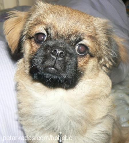 bobo Erkek Pekingese