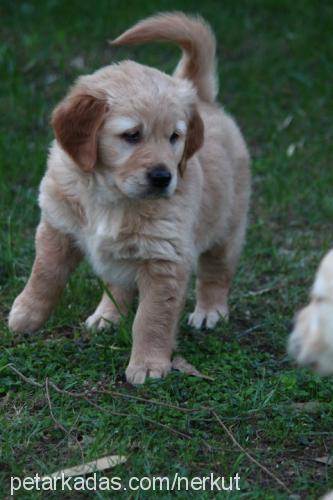 yavrularim Dişi Golden Retriever