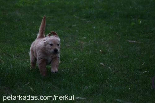 yavrularim Dişi Golden Retriever