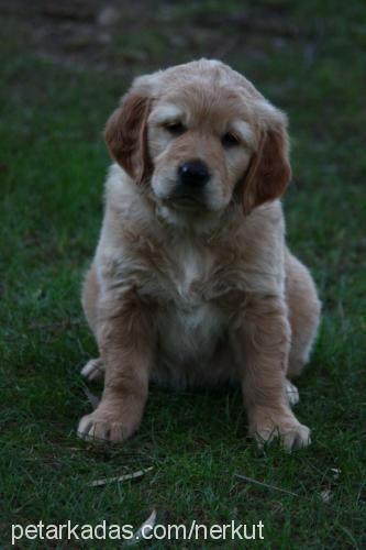 yavrularim Dişi Golden Retriever