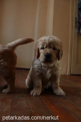 yavrularim Dişi Golden Retriever