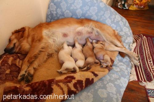 yavrularim Dişi Golden Retriever