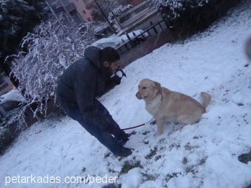 naz Dişi Golden Retriever