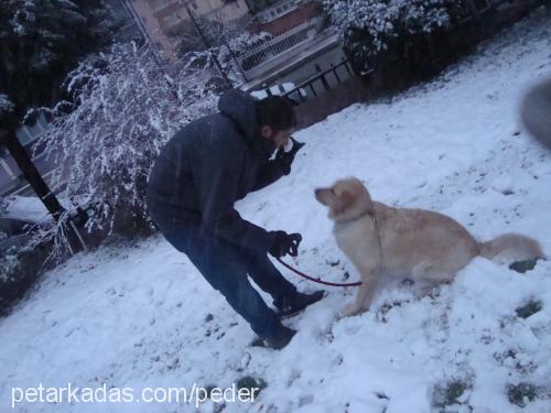 naz Dişi Golden Retriever