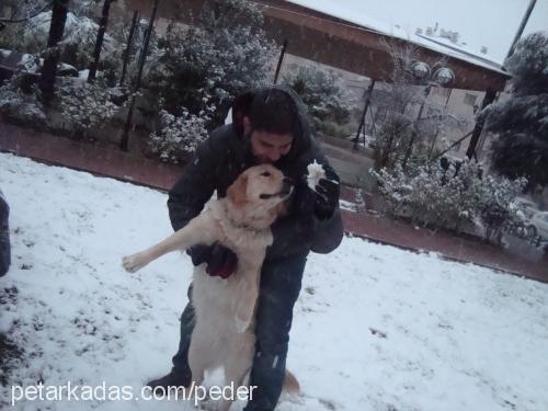 naz Dişi Golden Retriever