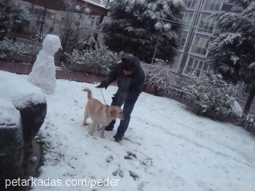 naz Dişi Golden Retriever