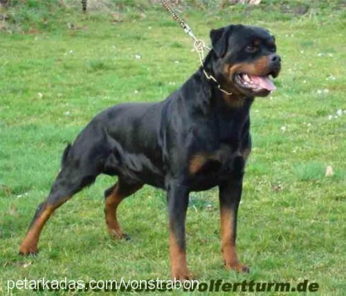 decision Dişi Rottweiler