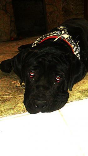 masti Dişi Napoliten Mastiff