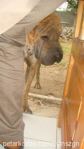 keş Erkek Çin Shar-Pei