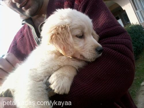 papican Dişi Golden Retriever