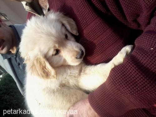 papican Dişi Golden Retriever