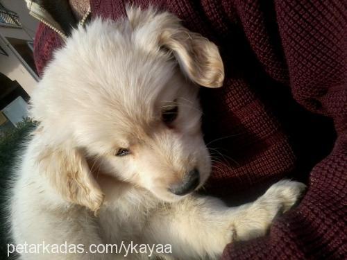 papican Dişi Golden Retriever