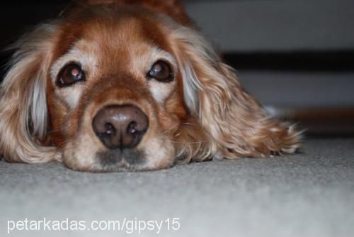 gipsy Dişi İngiliz Cocker Spaniel