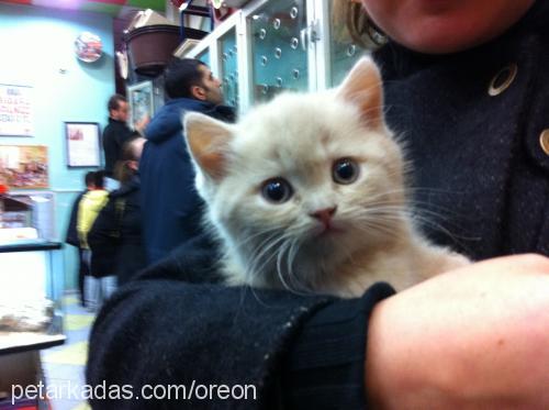 marcel Erkek British Shorthair