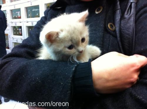 marcel Erkek British Shorthair