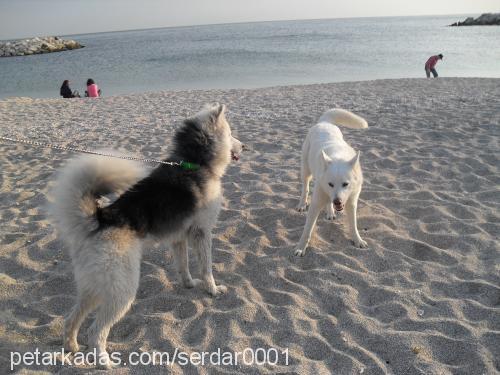 paşa Erkek Alaskan Malamute