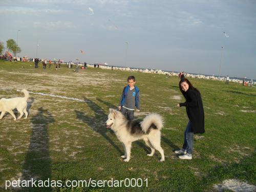 paşa Erkek Alaskan Malamute