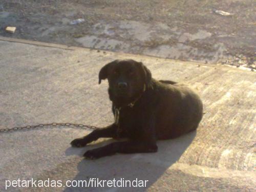 paşa Erkek Labrador Retriever