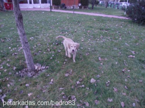 tarÇın Dişi Golden Retriever