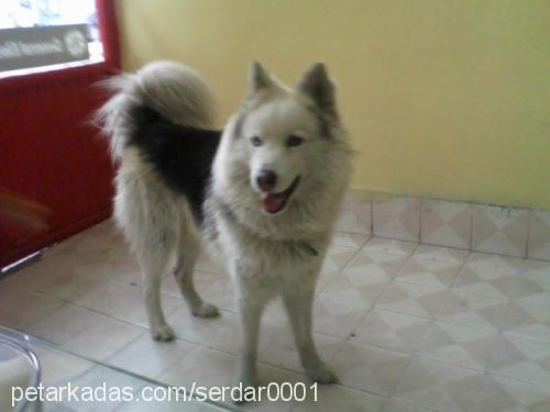 paşa Erkek Alaskan Malamute