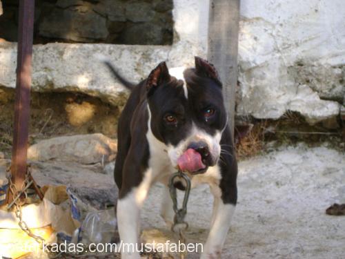 herkül Erkek Amerikan Pitbull Terrier