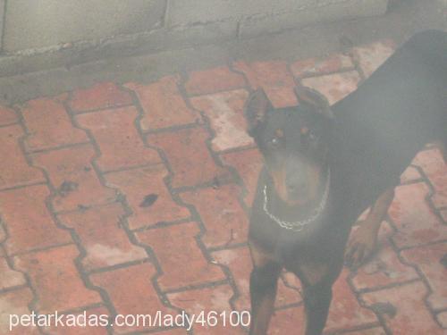 bulut Erkek Doberman Pinscher